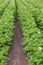 Flowering potato field