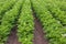 Flowering potato field