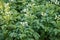 Flowering potato field. Agricultural field of potato plant.