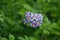 Flowering potato plant, potatoes flowers blossom