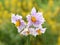 Flowering potato plant Solanum tuberosum