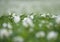 Flowering potato plants in a field