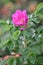 Flowering Potato Rose (Rosa rugosa)