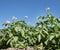 flowering potatoe plants under blue sky in field