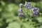 Flowering potatoes