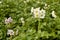 Flowering potatoes in white on the garden