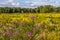 Flowering prairie at Middlefork Savanna, Lake County, Illinois, USA