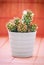 Flowering prickly cactus in a white flower pot