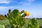 Flowering prickly pear against the blue sky