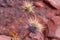 Flowering prickly plant in dry desert sand.