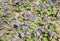 Flowering primrose and ephemeroid violet crested