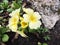 Flowering primrose (Primula)