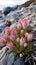 Flowering protea (Protea cynaroides) on a rocky shore