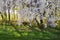 Flowering Prunus cerasifera tree in the sunlight. Spring landscape