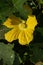 Flowering of pumpkin. A large yellow flower hides in green leaves