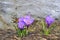 Flowering purple crocus flowers near melting snow - early spring blossom