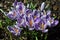 Flowering purple crocuses in early spring. Crocus King Striped