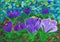 Flowering purple crocuses in spring. Children`s drawing