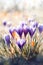 Flowering purple crocuses in spring, watercolor painting