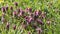 Flowering purple dead-nettle Lamium purpureum plants in green meadow