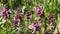 Flowering purple dead-nettle Lamium purpureum plants in green meadow