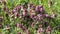 Flowering purple dead-nettle Lamium purpureum plants in green meadow