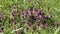 Flowering purple dead-nettle Lamium purpureum plants in green meadow