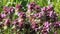 Flowering purple dead-nettle Lamium purpureum plants in green meadow