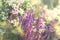 Flowering purple flower in meadow wild flowers