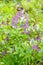 Flowering purple flowers legume annual plant chin forest
