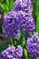 Flowering Purple Hyacinthus Flower Bulb Blooming