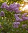 Flowering purple lilac hedge, Syringa Vulgaris, with Bright Warm Light in Distance
