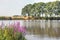 Flowering purple loosestrife plants in the foreground of a lake