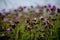 Flowering purple plume thistle decorating the landscape