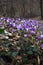 Flowering purple saffron crocus flower