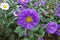 Flowering purple semi-double China asters in September