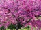 Flowering Purple Tree