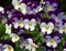 Flowering purple and white pansies, viola wittrockiana in the garden