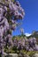 Flowering purple wisteria blossoms