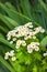 Flowering Pyrethrum closeup.