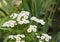 Flowering Pyrethrum closeup