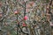 Flowering quince bushes. Branches and flowers.