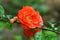 Flowering Quince or Chinese quince Shrub Chaenomeles speciosa