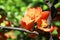 Flowering quince shrub. Blooming springtime garden