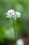 Flowering ramson, Allium ursinum. Blooming wild garlic plants in spring - selective focus