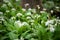 Flowering ramson, Allium ursinum. Blooming wild garlic plants in spring - selective focus