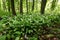 Flowering ramson, Allium ursinum. Blooming wild garlic plants in spring - selective focus