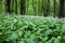 Flowering ramson, Allium ursinum. Blooming wild garlic plants in spring - selective focus