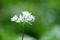 Flowering ramson, Allium ursinum. Blooming wild garlic plants in the woodland in spring