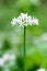 Flowering ramson, Allium ursinum. Blooming wild garlic plants in the woodland in spring